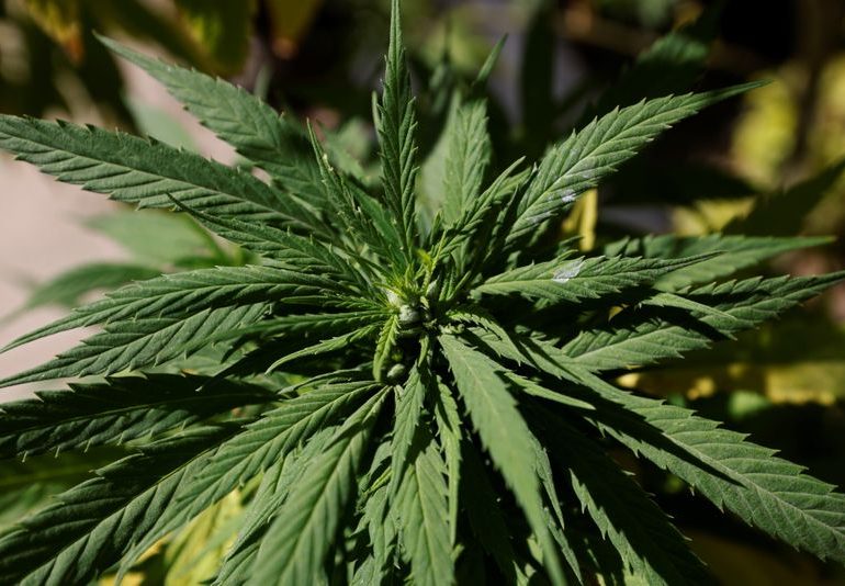 Exclusive: Cannabis review site Weedmaps nears $1.5 billion deal to go public - sources