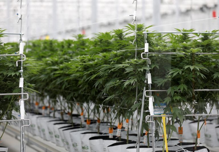 German retail investors catch cannabis trading frenzy